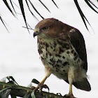 Red-necked Buzzard