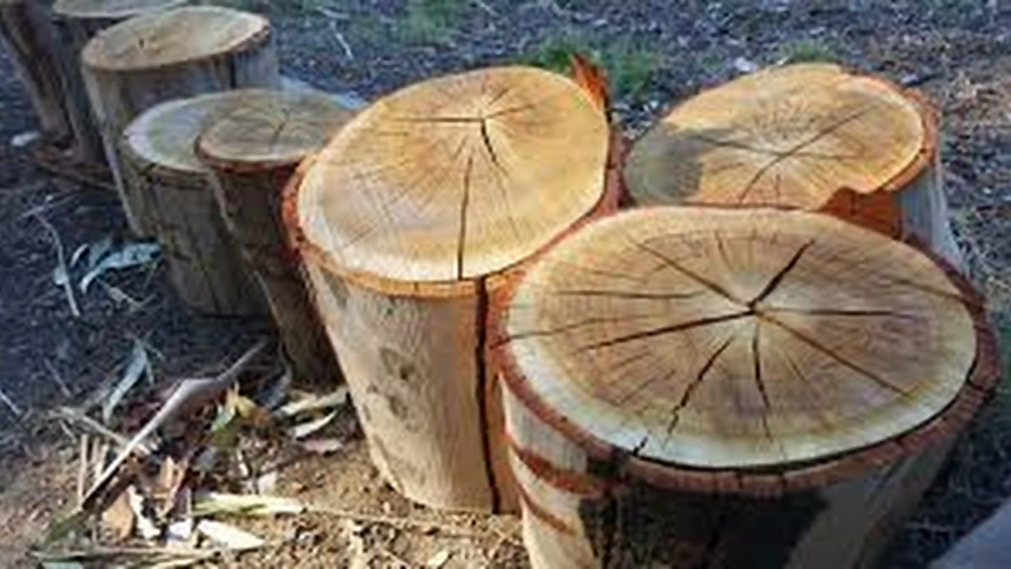 DIY Coffee Tables using Wooden Logs