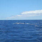 Bryde's Whale