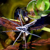 Six-spotted Fishing Spider