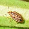 Aelia Cognata Shieldbug