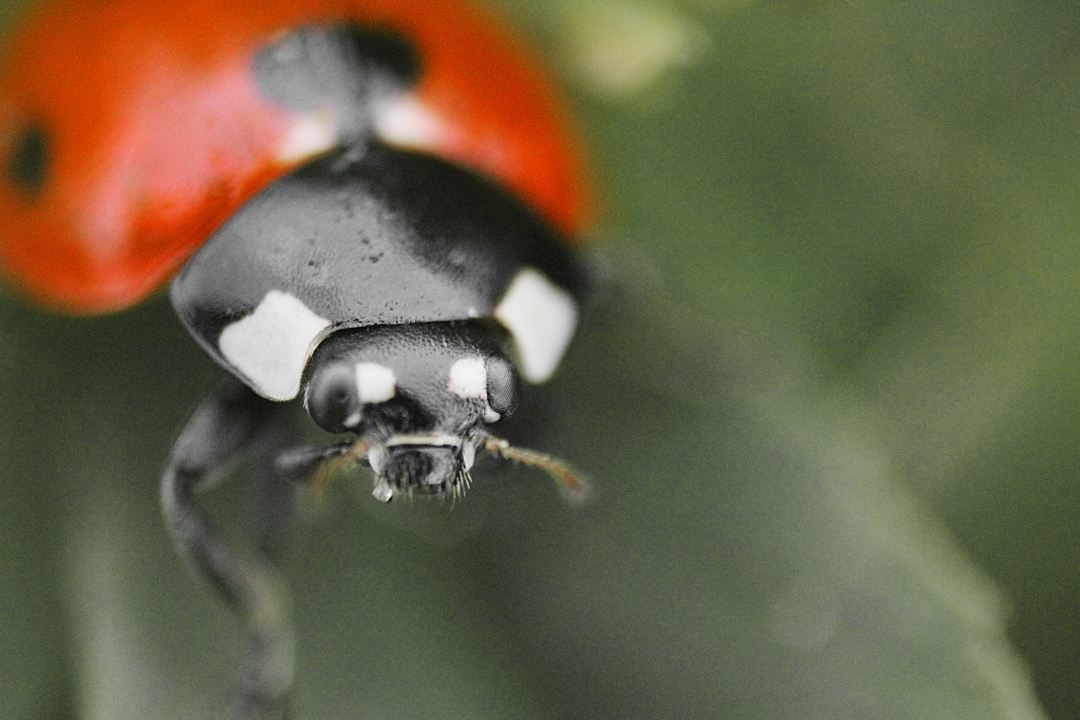 Coccinella di PW Photo