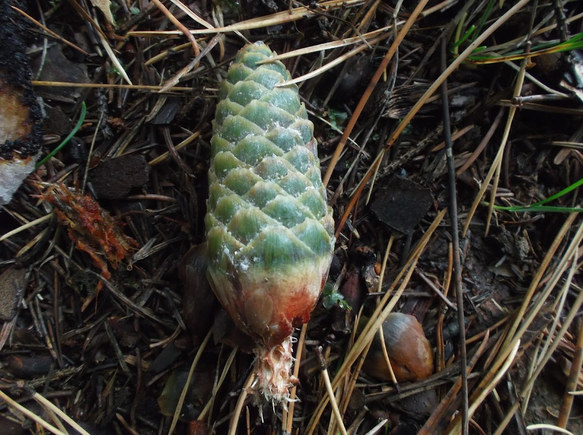 Norwey Spruce (Pincecone)