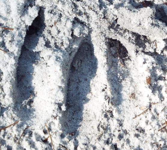 White-tailed deer tracks