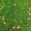 Fairy Ring Mushroom