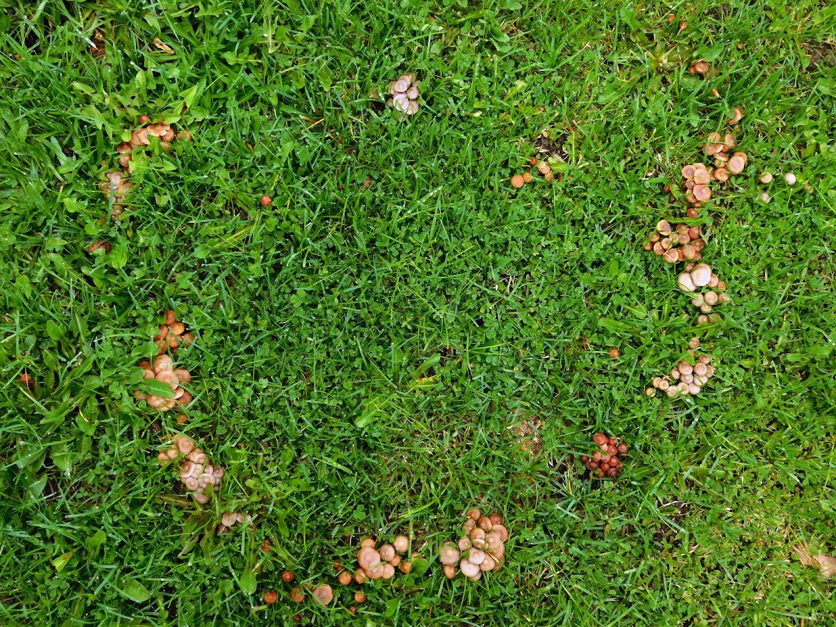 Fairy Ring Mushroom