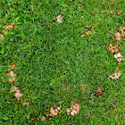 Fairy Ring Mushroom