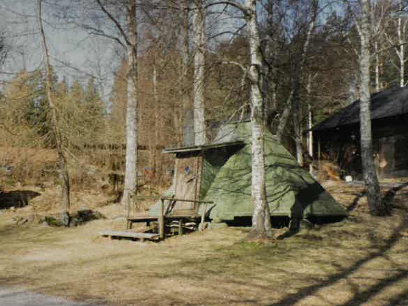 En kåta står uppställd bland björkar