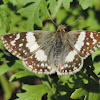 Erichson's White-skipper