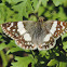 Erichson's White-skipper