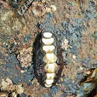 Black Katy chiton