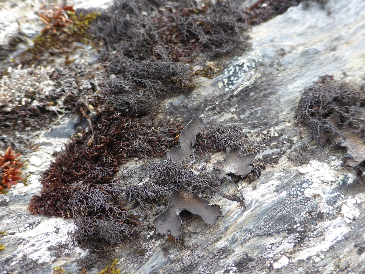 Blackcurly Lichen