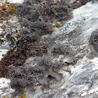 Blackcurly Lichen