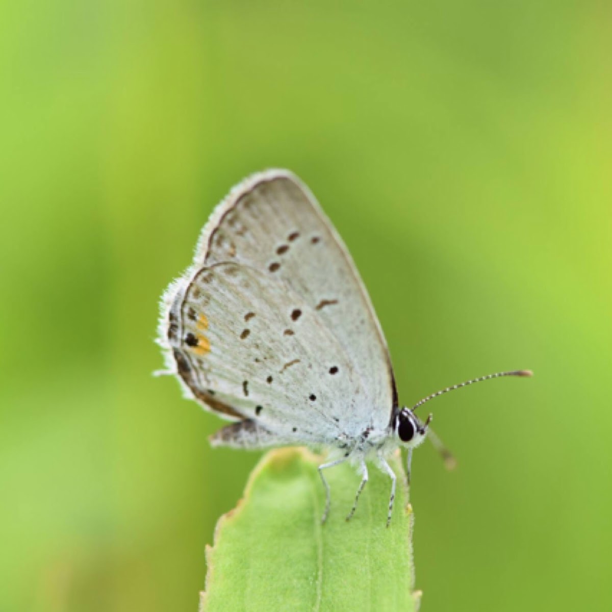 Eastern Tailed-Blue