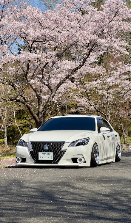 クラウンアスリートのエアサス・桜・桜コラボ・桜とコラボ・サクラと愛車に関するカスタム事例の投稿画像1枚目