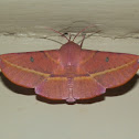 Hakea Wine Moth