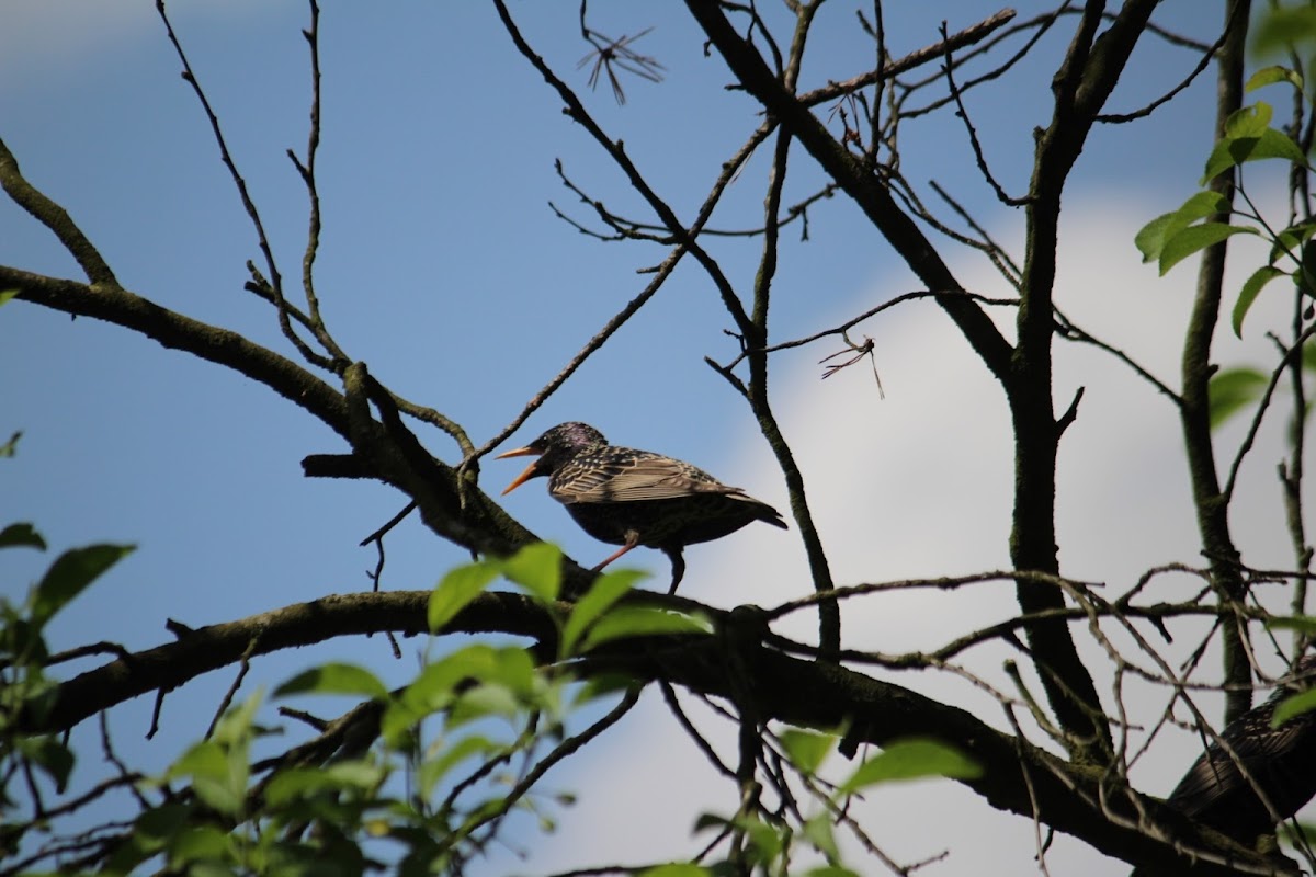 European starling