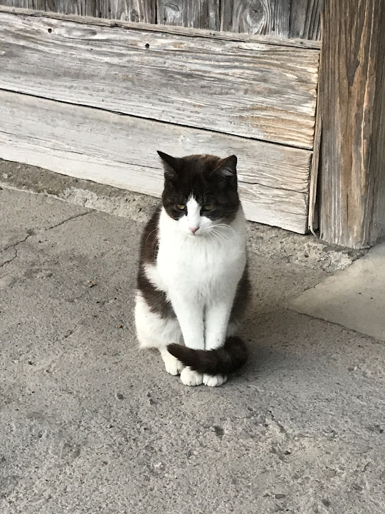 シルビアのソロドライブ・アップガレージ・猫さん・嘉例川駅・スーパーカーに関するカスタム事例の投稿画像4枚目