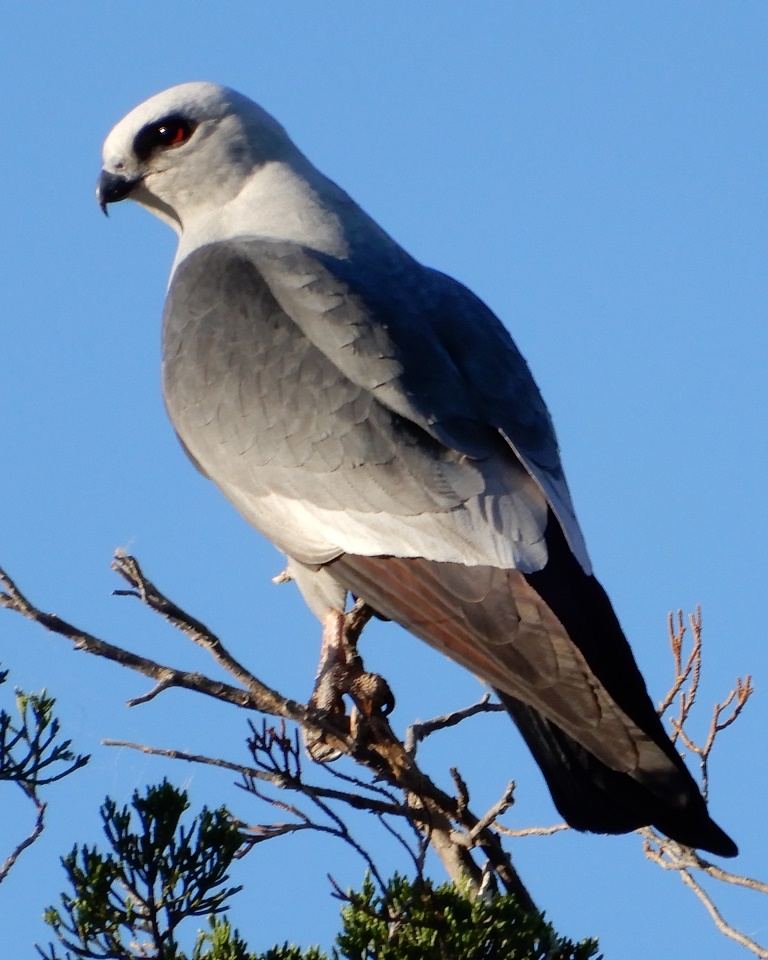 Mississippi Kite