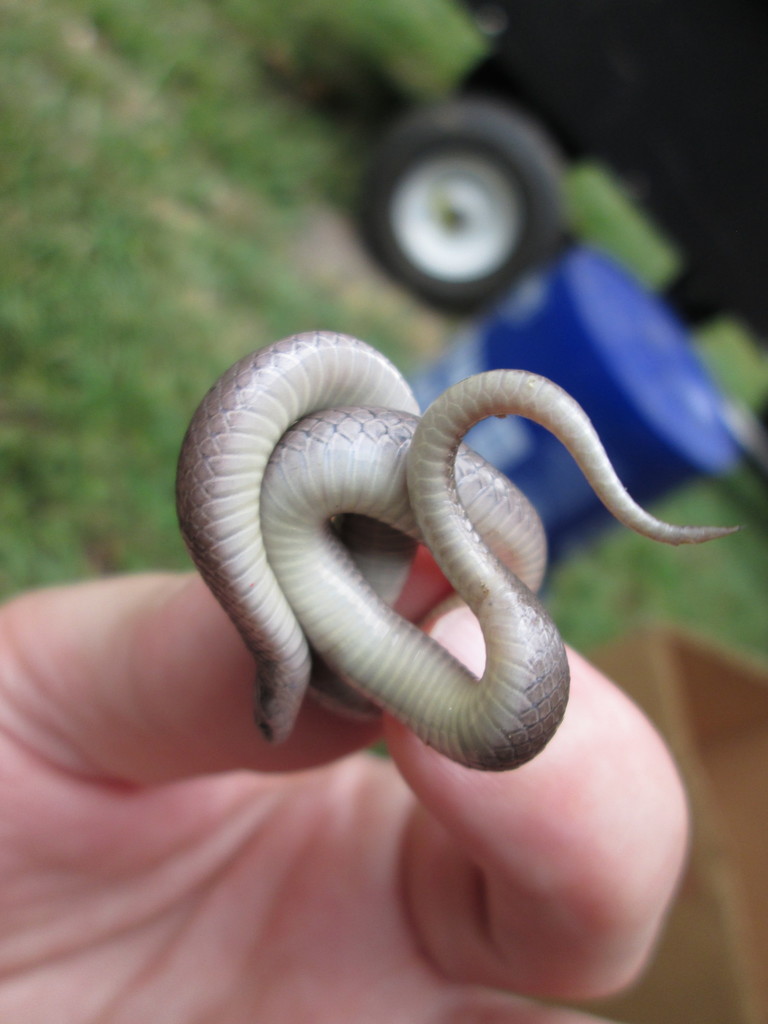 Smooth Earth Snake