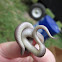 Smooth Earth Snake