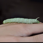 Waved Sphinx Moth