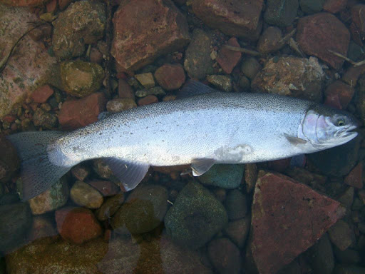 Rainbow Trout Wallpaper Images