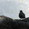 Water ouzel