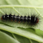 caterpillar