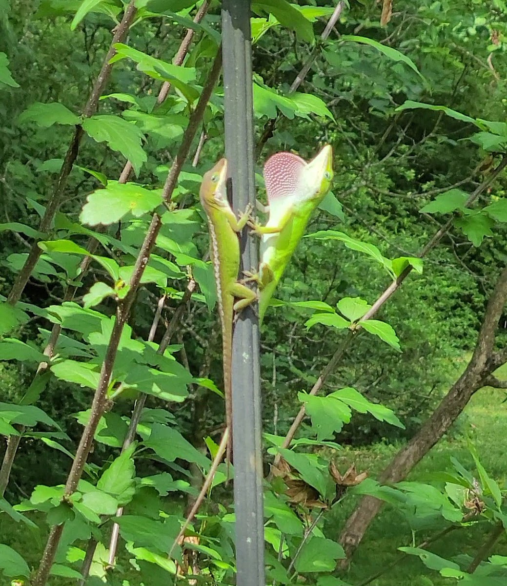 Anolis carolinensis