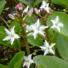 bog bean flower