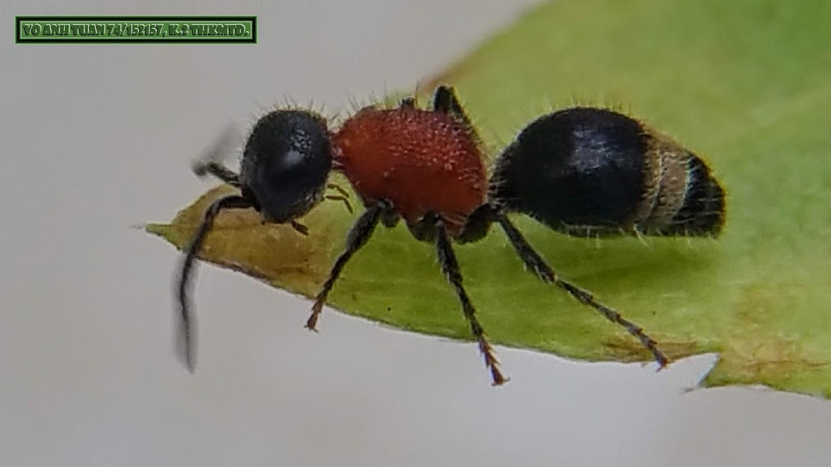 Kiến Nhung. Velvet Ant. Killer Cow Ant, Female wingless wasp.