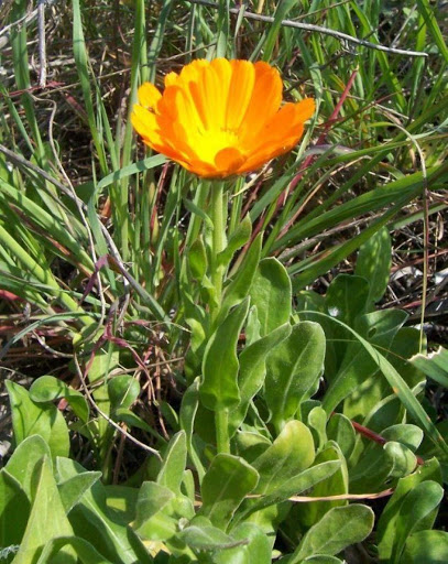 calendula (pot marigold)