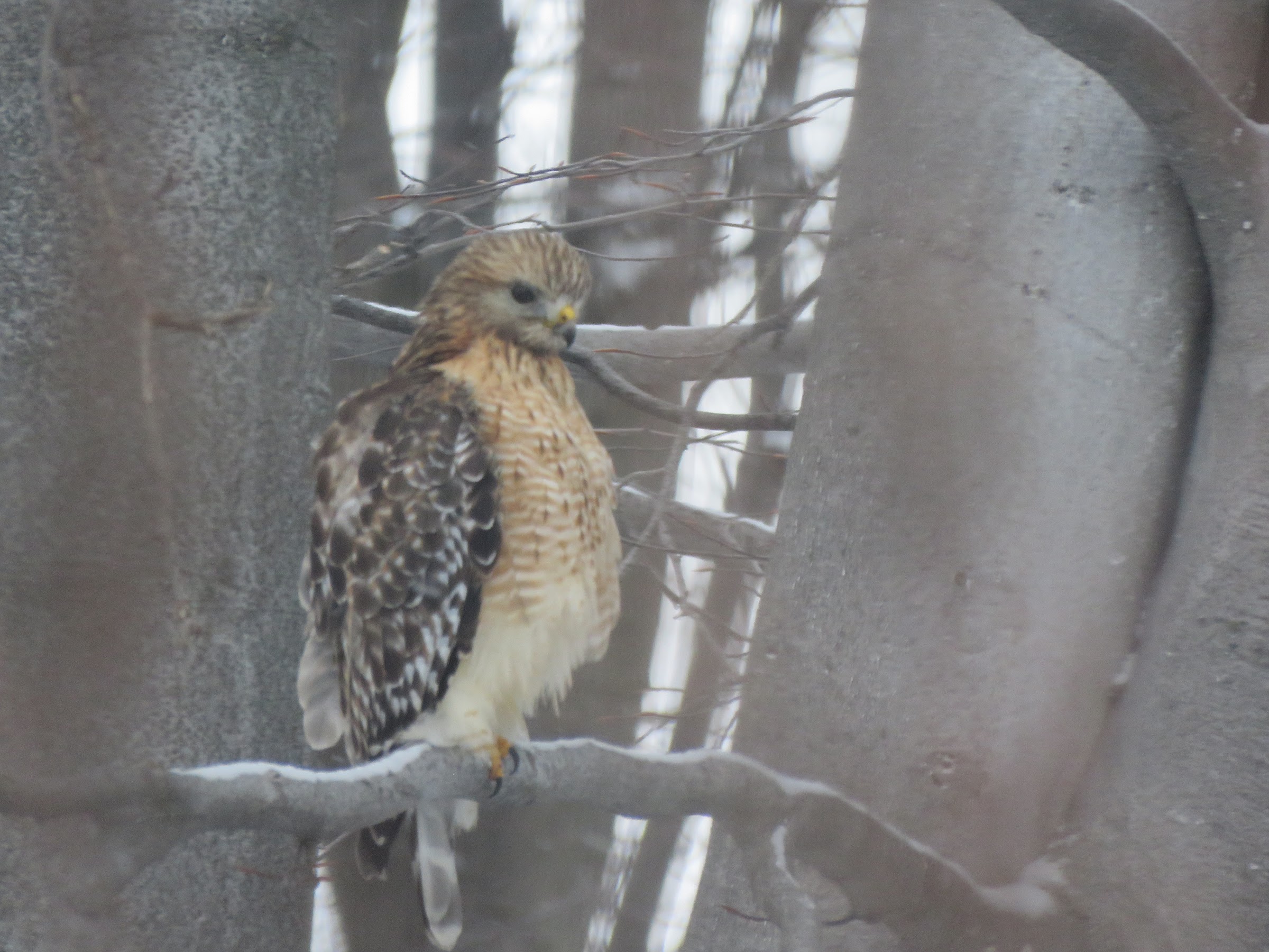 Oiseau de proie chez moi ce matin 0O2T5fhUWMU7xmEQ6FdWD85vQc-7GvbOiQOOkfEi_0cl8pOoGYQuDeV8igxGkFsKpr9r4W4s4psWEgmopCZqhpQpfNYcT1HZw-qE9ZcChpjLyySP5XutP5Z95yWXQpZWcx7i-FHU3lU=w2400