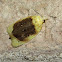 Acleris semipurpurana