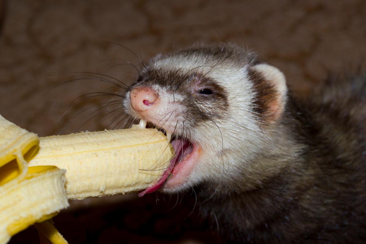 Ferret