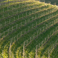 Wineyards di 