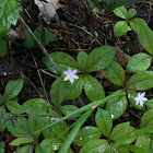 Starflowers