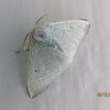 Erebid Moth