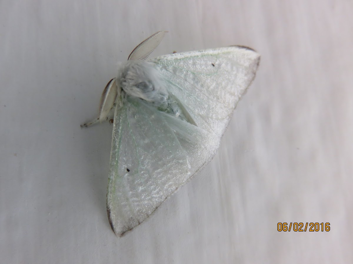 Erebid Moth