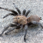 Texas brown tarantula