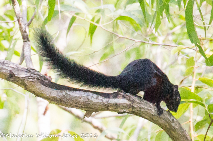 Plaintain Squirrel