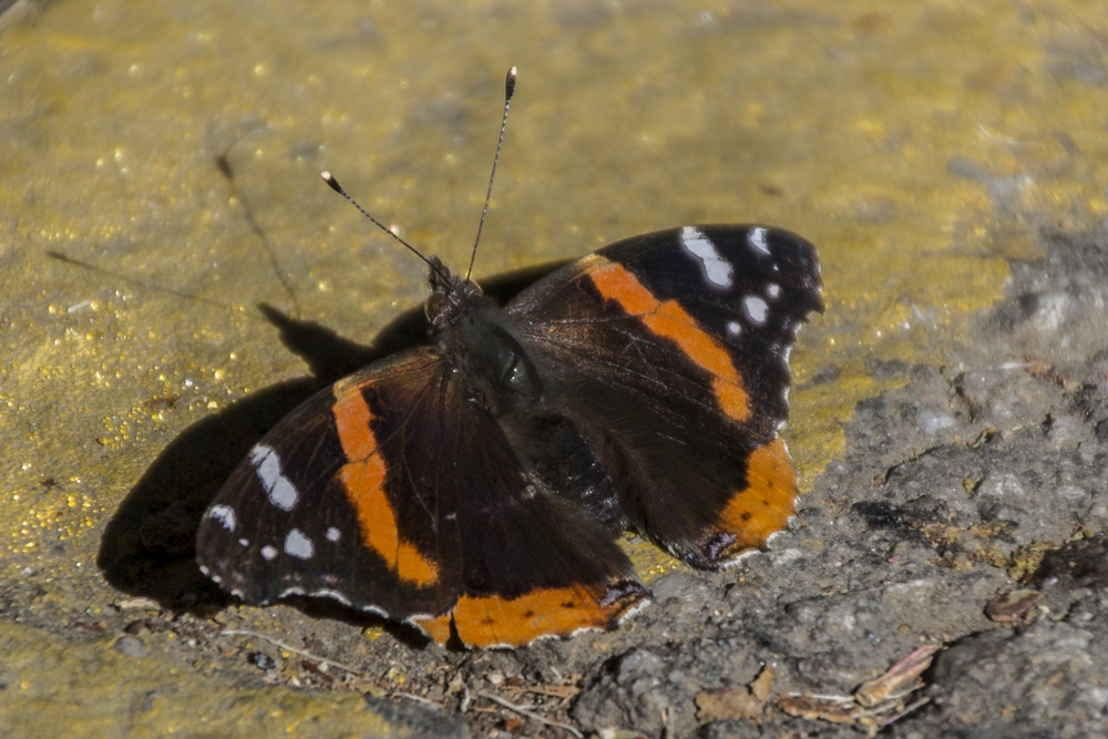 Red Admiral