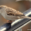 house sparrow