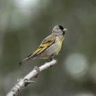 Lawrence's Goldfinch