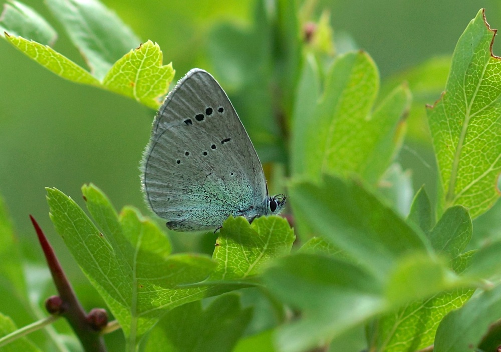 Green-underside Blue