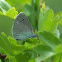 Green-underside Blue