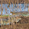 mugger crocodile, freshwater crocodile, marsh crocodile (juv)