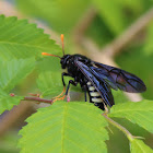 Elm Sawfly