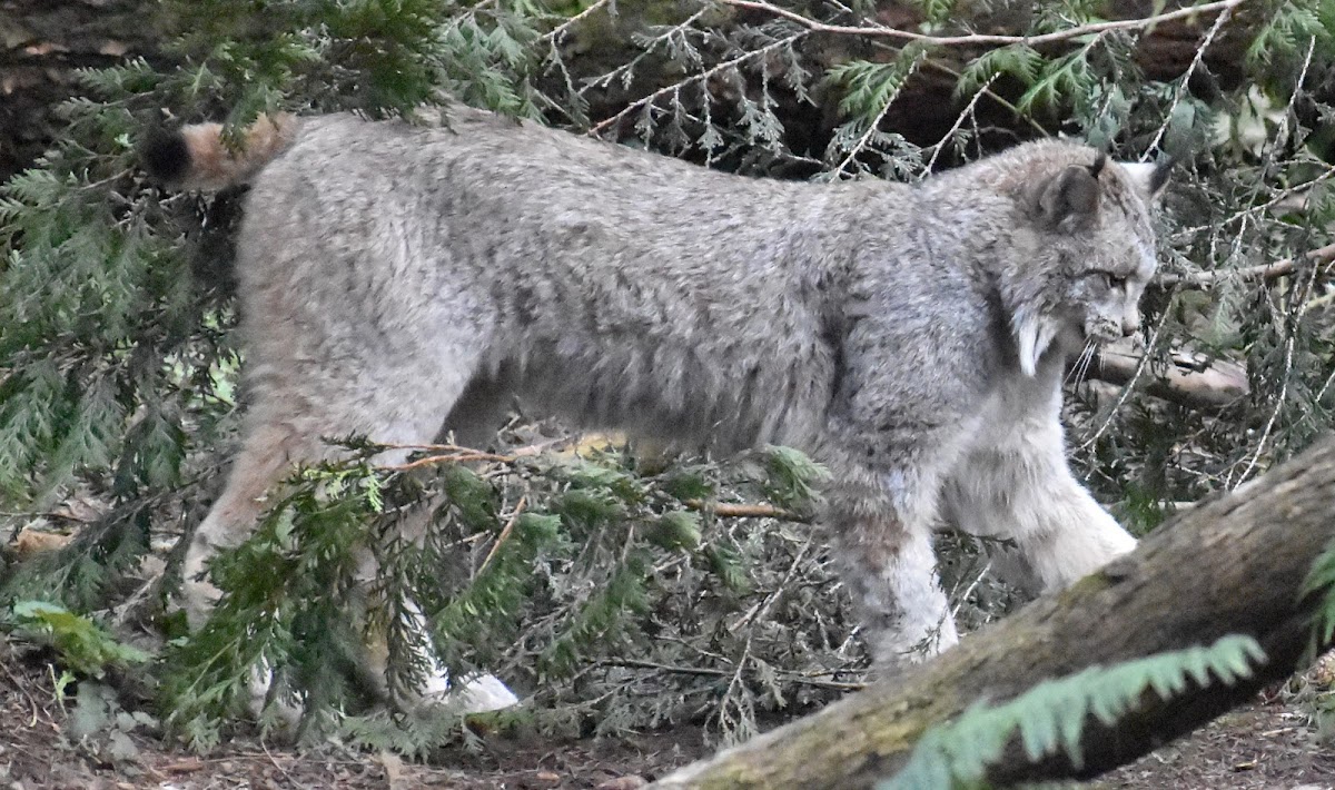 Canada lynx